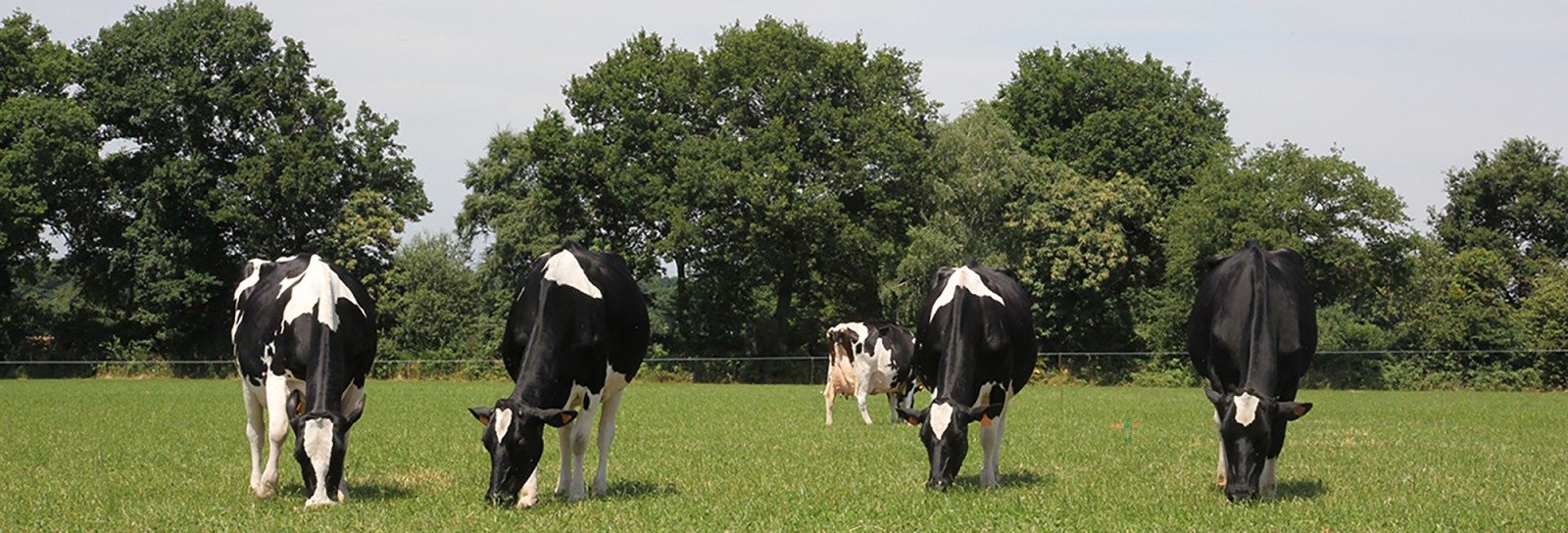 Indexation Holstein : 2 analyses vidéos