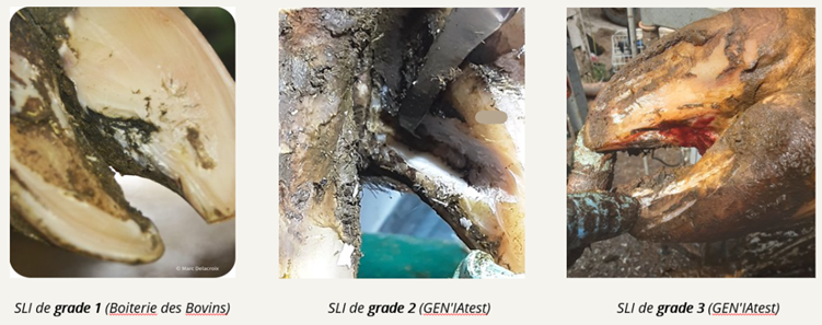 La seime interne - une des lésions podales majeures en élevage laitier