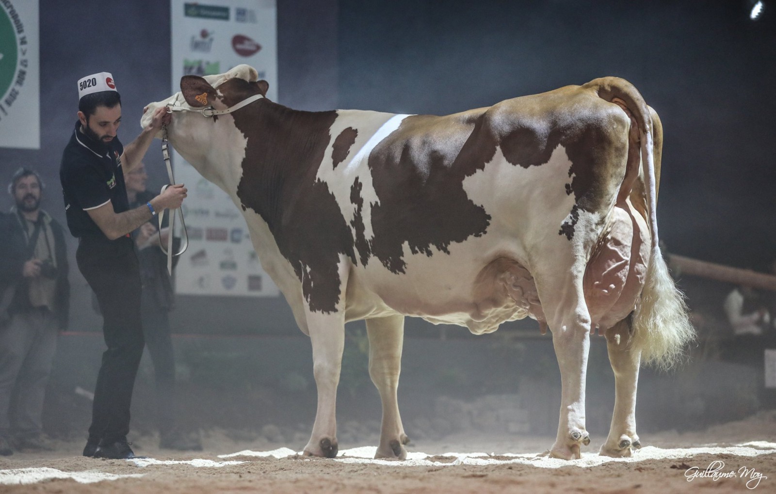 VACHE DE SALON - Les résultats