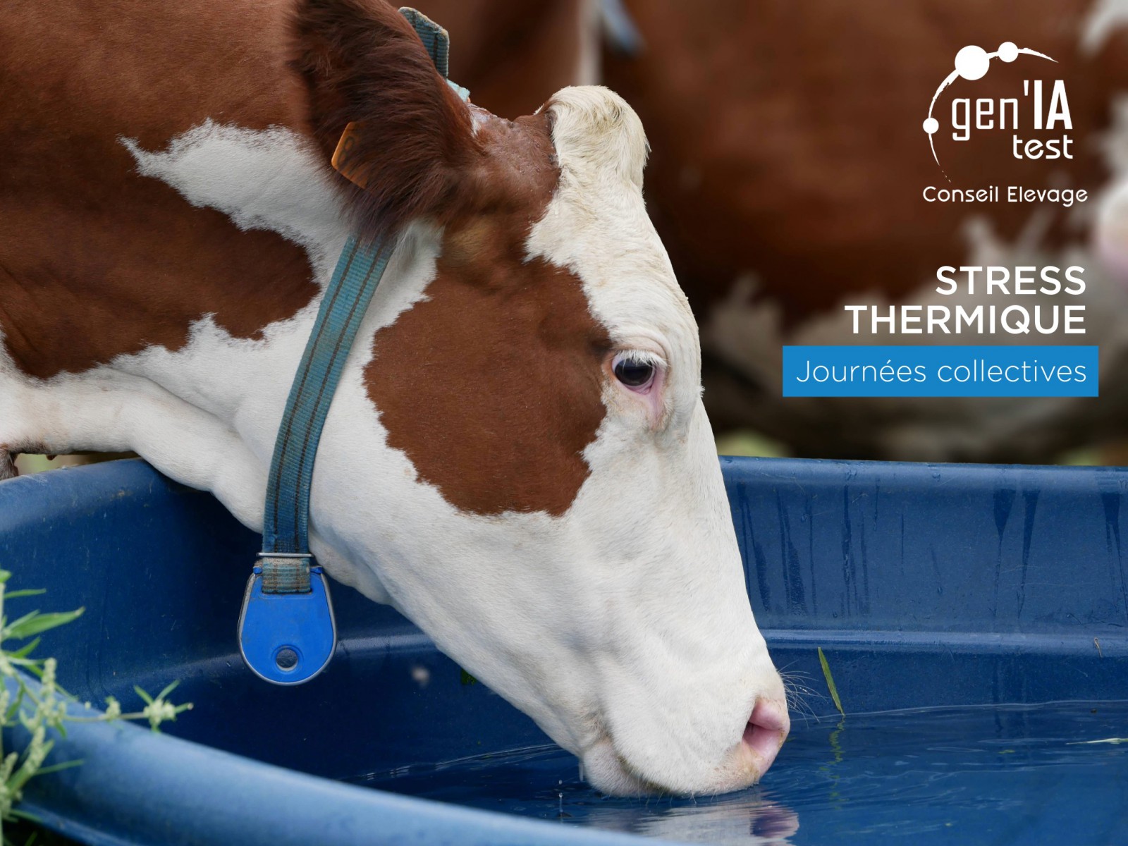 STRESS THERMIQUE - JOURNÉES COLLECTIVES