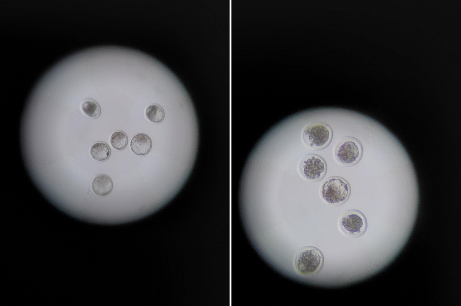 Résultat de collectes